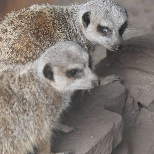 Meerkats