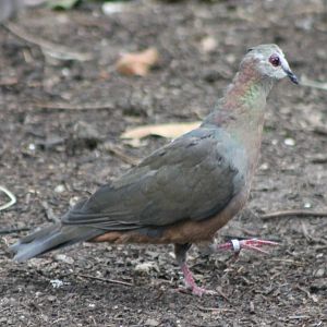 African lemon dove