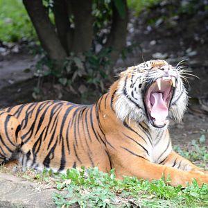Sumatran tiger