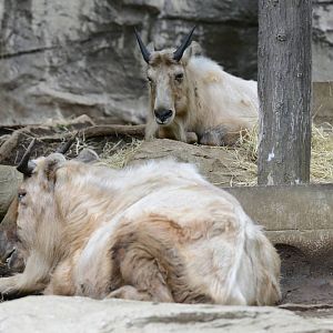 Golden takin