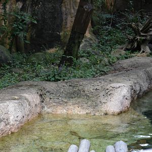 Eurasian otter exhibit