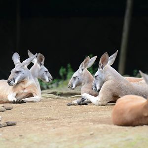Red kangaroos