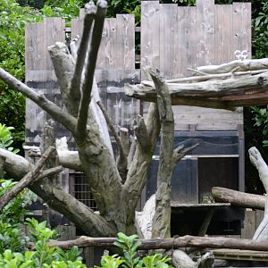 Goodfellow's tree kangaroo exhibit