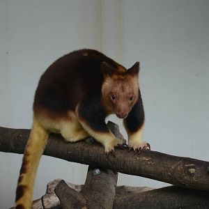 Goodfellow's tree kangaroo