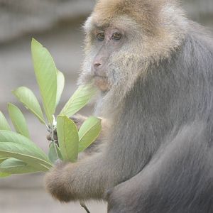 Tibetan macaque