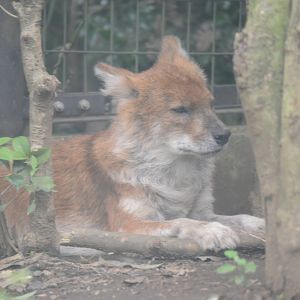 Dhole