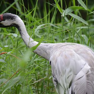 Common crane