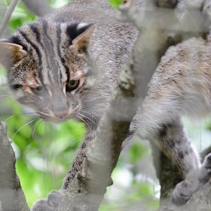 Tsushima leopard cat