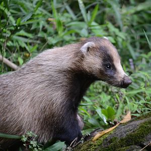 Japanese badger