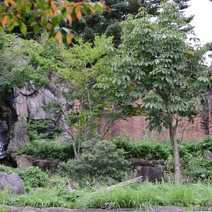 Japanese black bear exhibit