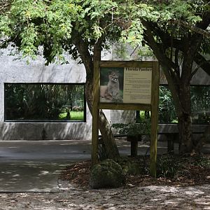 florida panther exhibit