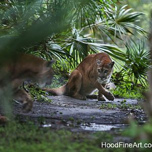 florida panther