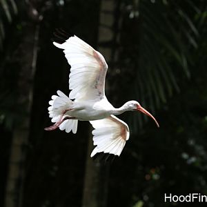 white ibis