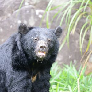 Japanese black bear