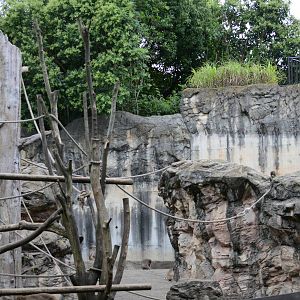 Japanese macaque exhibit