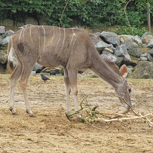 Kudu at Colchester Zoo 11/07/14
