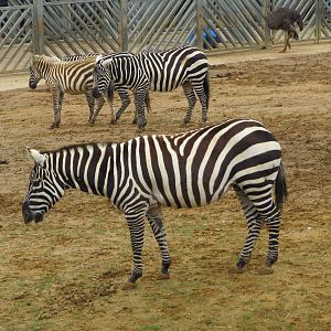 Maneless Zebras at Colchester Zoo 11/07/14