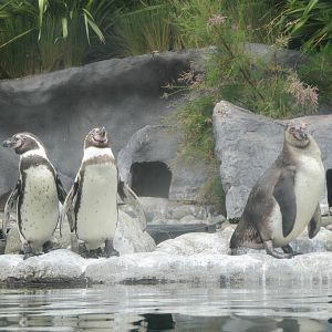 Humboldt Penguins at Penguin Shores of Colchester Zoo 11/07/14