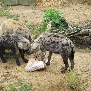 Spotted Hyenas scavenging at Colchester Zoo 11/07/14