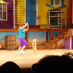 Pets Ahoy! at SeaWorld Orlando