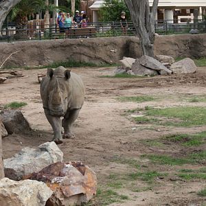 white rhino exhibit