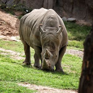 white rhinoceros