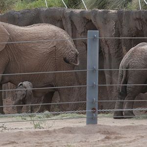 elephant baby with mom and brother