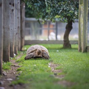 African spurred tortoise : Hamerton : 31 Aug 2014