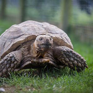 African spurred tortoise : Hamerton : 31 Aug 2014