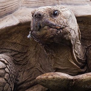 African spurred tortoise : Hamerton : 31 Aug 2014