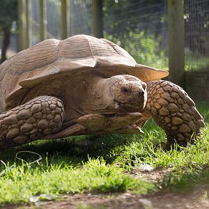 African spurred tortoise : Hamerton : 31 Aug 2014