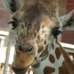 Aug. 2014 - Africa-Asia-South America - Giraffe Experience