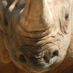 Sep. 2014 - Africa-Asia-South America - Eastern Black Rhinoceros