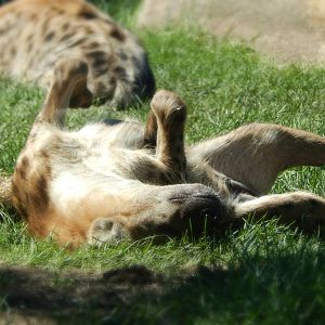 Sep. 2014 - Africa-Asia-South America - Spotted Hyena Rolling Around