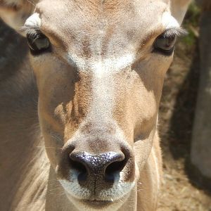 Sep. 2014 - Africa-Asia-South America - African Waterhole - Greater Kudu