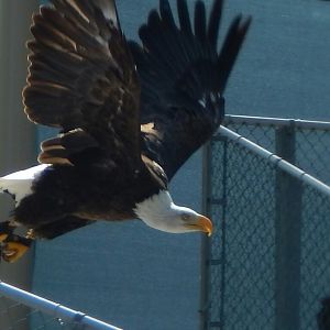 Aug. 2014 - Family Farm - Bald Eagle