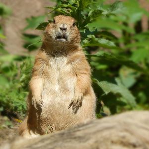 Aug. 2014 - North America - Black-tailed Prairie Dog