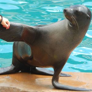 Aug. 2014 - Oceans of Fun - California Sea Lion