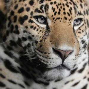 Aug. 2014 - Big Cat Country - Jaguar