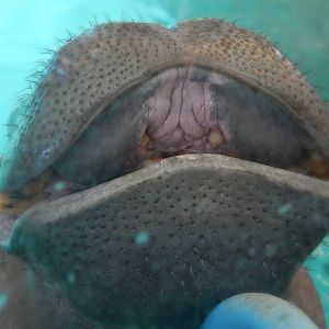 Aug. 2014 - Africa-Asia-South America - Hippo Home