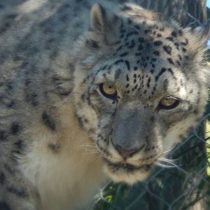 Sep. 2014 - Africa-Asia-South America - Snow Leopard