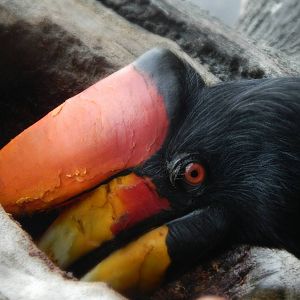 Aug. 2014 - Mahler Family Aviary - Rhinoceros Hornbill