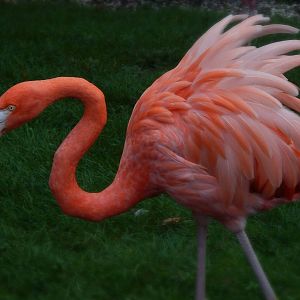 Aug. 2014 - Caribbean Flamingo