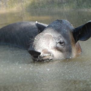 Aug. 2014 - Africa-Asia-South America - Bairds Tapir