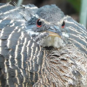 Sep. 2014 - Mahler Family Aviary - Sunbittern