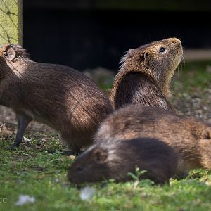 Greater guinea pig / Swamp cavy : Hamerton : 31 Aug 2014