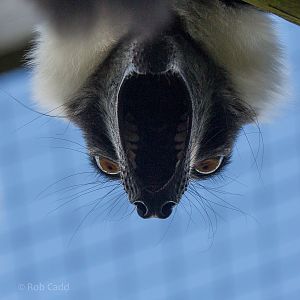 Black-and-white ruffed lemur : Hamerton : 31 Aug 2014
