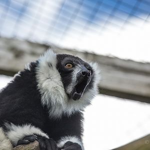 Black-and-white ruffed lemur : Hamerton : 31 Aug 2014