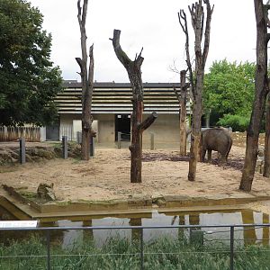 Elephant outdoor enclosure
