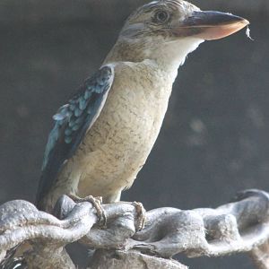 Blue-winged kookaburra